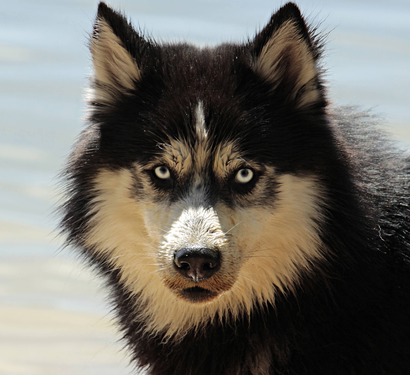 husky, sled, dog, 5K, snow, animal, breed