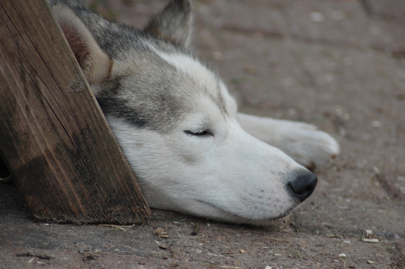 animals, animal, animal body part, 2K, close-up, husky, sleeping, domestic, domestic animals, one animal, pets, focus on foreground, mammal, siberian