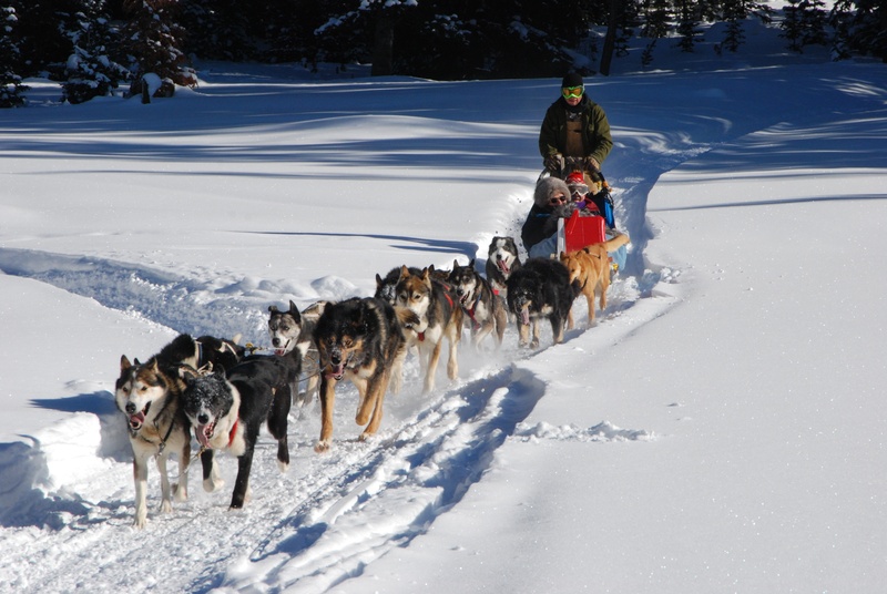 motion, husky, animal, domestic, mammal, cold temperature, snow, winter vacation, continental divide, sport, snowfield, domestic animals, pets, sled dog