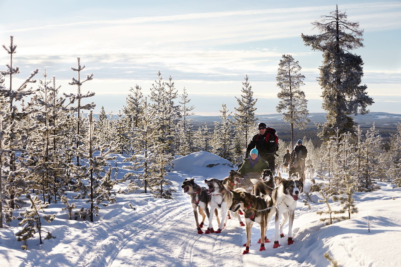 pets, sibirian husky, nature, land, slide, wolves, domestic, siberian husky, landscape, pulling, person, dog, tree, two, cold temperature, outdoors, riding