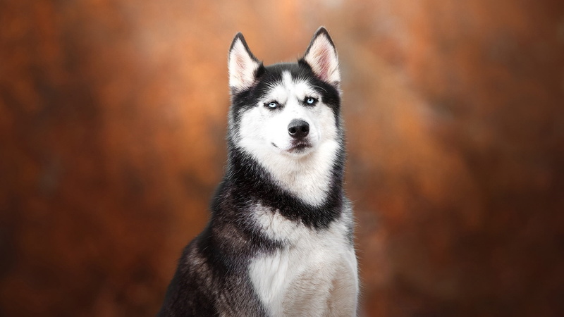 animal themes, looking at camera, one animal, looking, whiskers, domestic, focus on foreground, dog breed, pets, husky, 1080P, mammal, canine, close-up