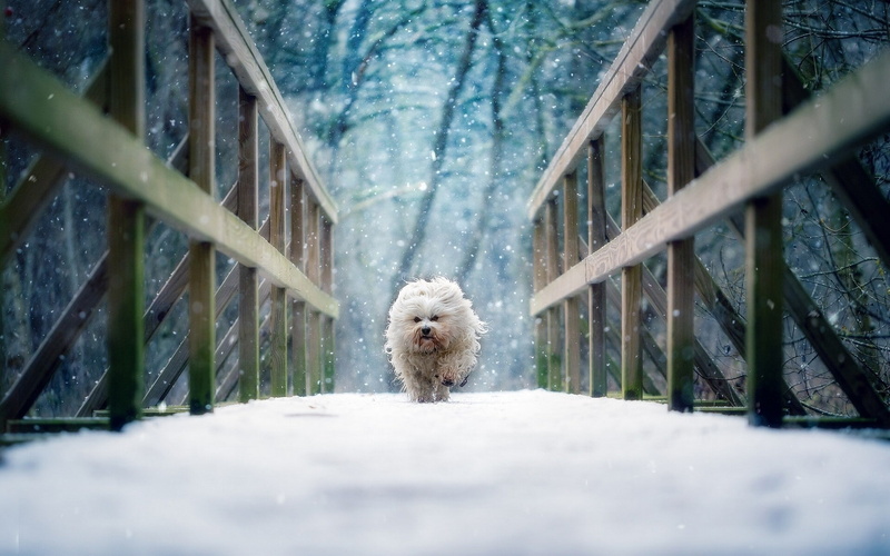 day, pets, animal, no people, running, domestic animals, winter, nature, tree, canine, domestic, one animal, portrait, bridge, snow, vertebrate, selective focus