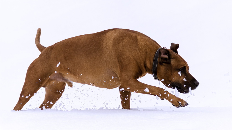 no people, cold temperature, domestic, one animal, domestic animals, winter, canine, animals, ridgeback, animal themes, purebred dog, white color, side view