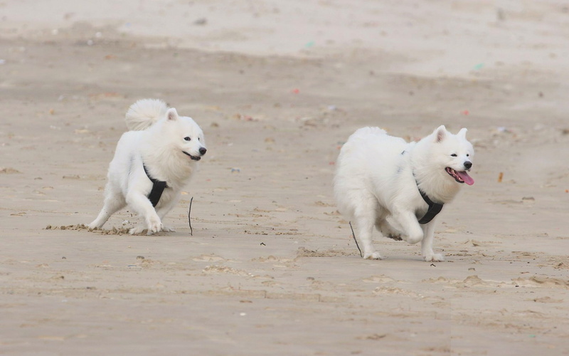 young Animal, dog, two, group of animals, running, puppies, sled Dog, looking, mammal, outdoors, white color, adult, canine, samoyed, pets, day, no people