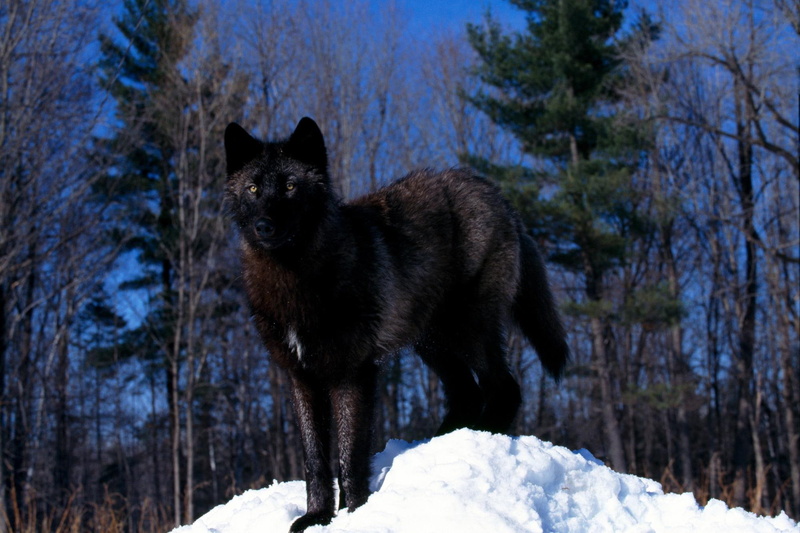 black wolves, wolves, snow, animals, mountains, trees, black, wolf, red wolves, foxes, wolf pups, leaves, 1080P, puppies