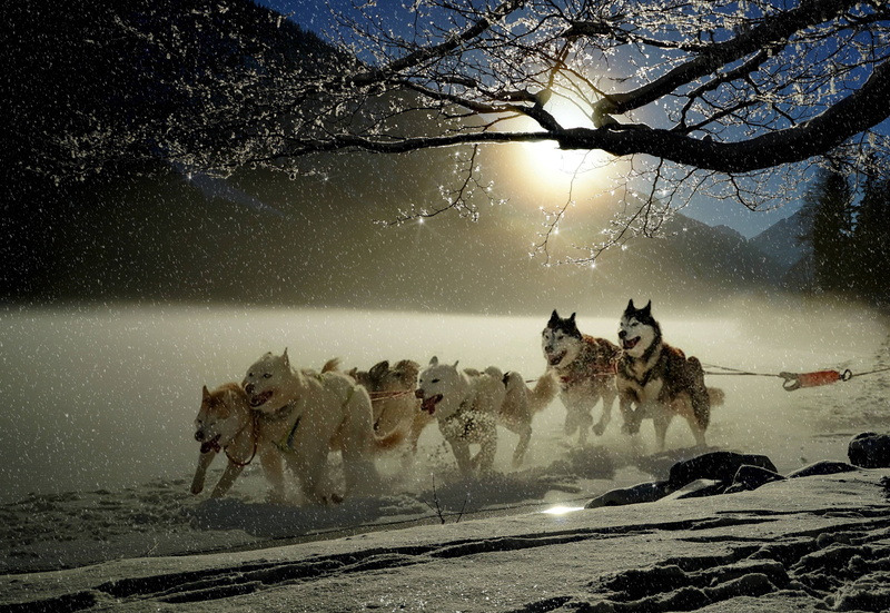 group of animals, sky, huskies, mammal, land, domestic animals, domestic, beauty in nature, water, winter, plant, pets, racing, cold temperature, vertebrate