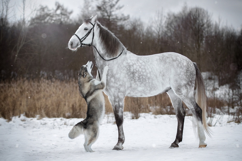husky, stand, bridle, horse, dog, snow, 1080P, winter