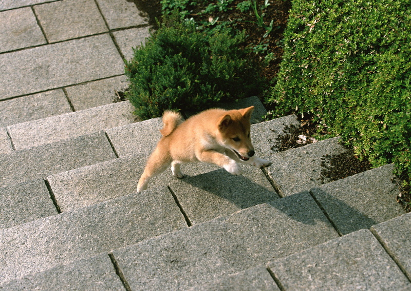 street, sidewalk, vertebrate, no people, inu, brown, fur, sunlight, shadow, pets, outdoors, nature, small, high angle view, dog, grass, animal, purebred Dog