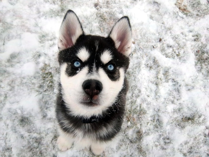 1080P, dog, blue eyes, Siberian Husky, snow, animals