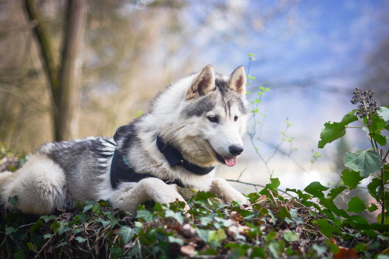 purebred dog, canine, one animal, nature, domestic, domestic animals, tree, pets, vertebrate, mammal, animal themes, mouth open, animals, 2K, looking