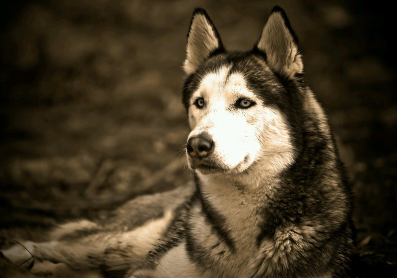 domestic animals, animal themes, animal eye, focus on foreground, pets, portrait, animals, domestic, one animal, canine, animal body part, no people, purebred dog