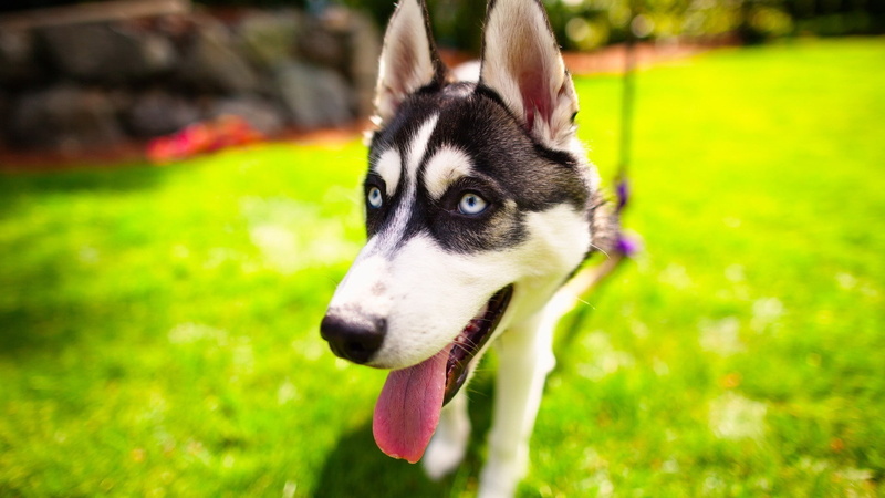 border collie, no people, domestic animals, purebred dog, one animal, closeup, domestic, green color, day, animal head, dog, mammal, pets, Siberian Husky