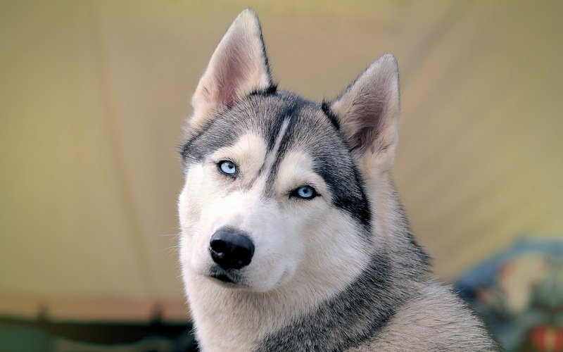 human Face, domestic Animals, mammal, wolf, young Animal, purebred Dog, fur, looking away, gray, friendship, sitting, looking, one Animal, backgrounds