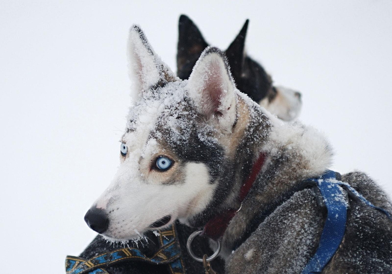 close-up, animals, cold temperature, looking, sled dog, canine, no people, domestic animals, animal themes, mammal, domestic, animal head, pets, Siberian Husky