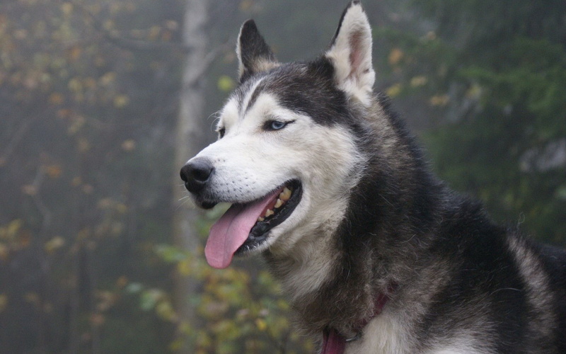 animal head, panting, sticking out tongue, nature, focus on foreground, animals, animal themes, mouth open, mammal, looking, animal mouth, vertebrate, canine