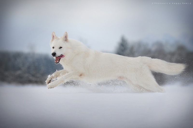 animals, 720P, day, mammal, nature, cold temperature, pets, one animal, animal themes, motion, running, dog, winter, domestic, sled dog, photography, snow