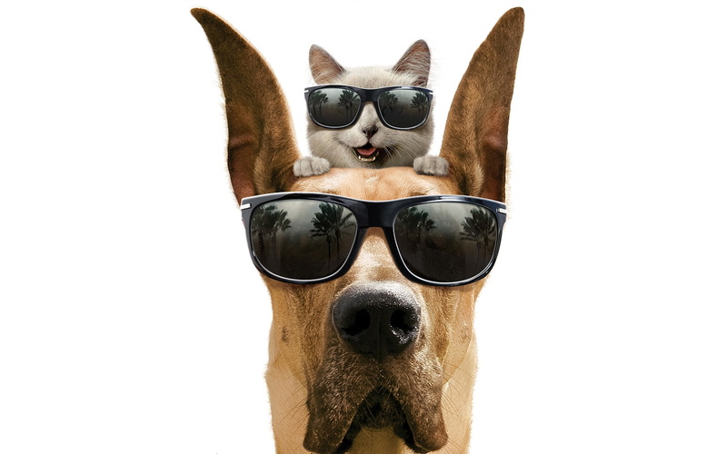 cat, funny, dog, cool, 1080P, friendship