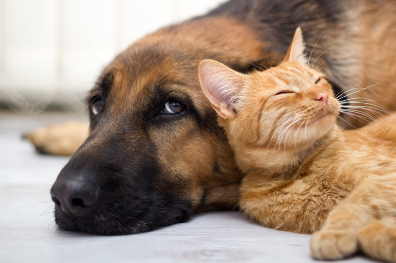 domestic, cat, paw, vertebrate, indoors, sitting, relaxation, animal, look, mammal, fur, no people, 5K, feline, domestic Cat, depression - sadness, orange
