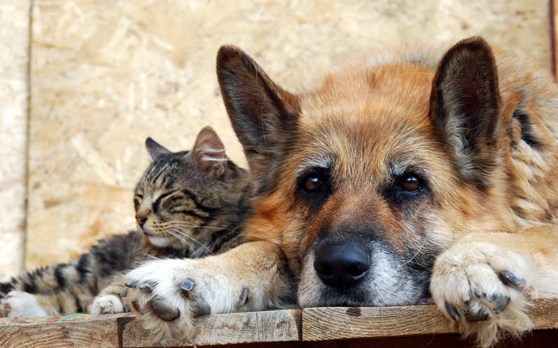 Dog, Friendship, 2K, Cat