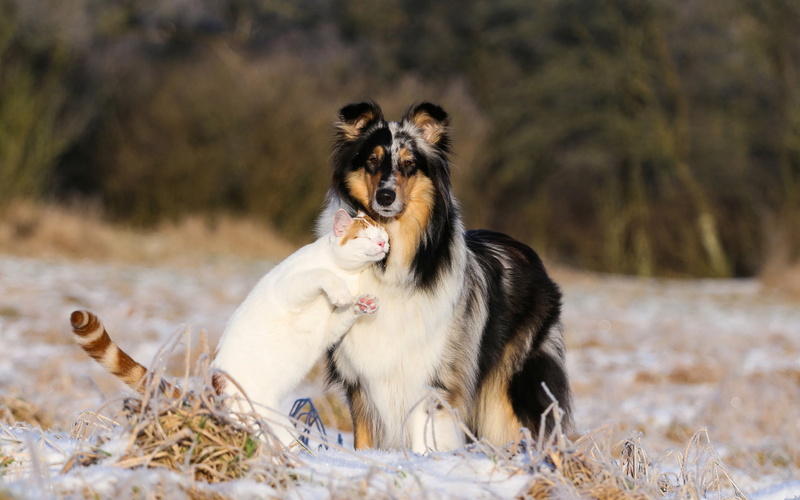 collie, friendship, 2K, pets, dog, cat, animals