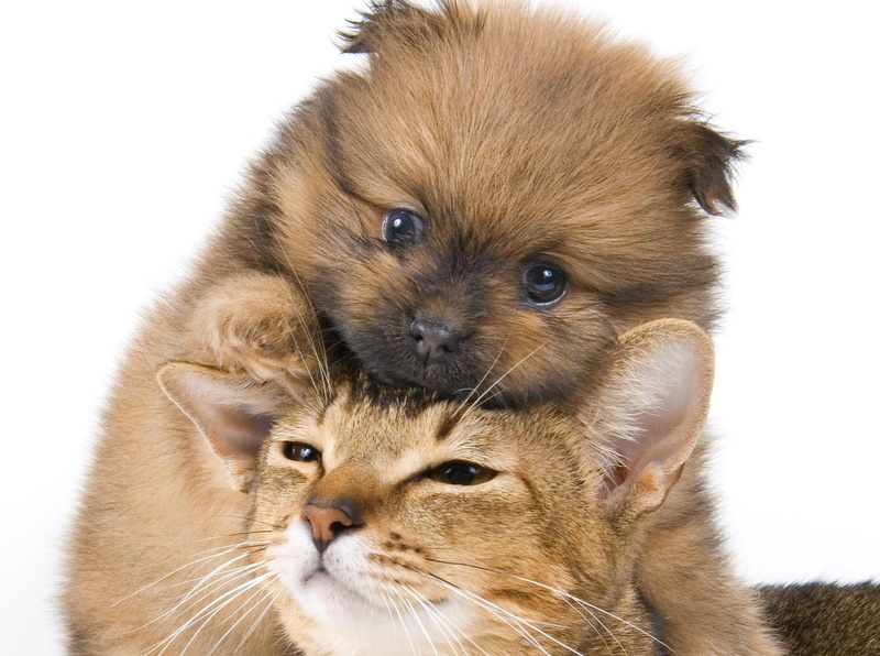 fluffy, domestic, young Animal, coated, mammal, white, animal themes, small, cut Out, domestic Animals, looking, indoors, playful, pets, no People, face