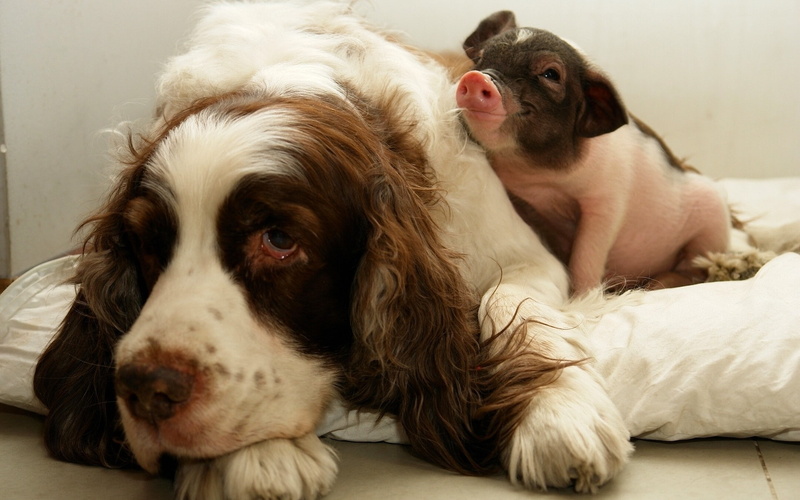 pig, dor, 1080P, coat, pink, brown, weird, puppy, piglet, white, long, funny, friendship