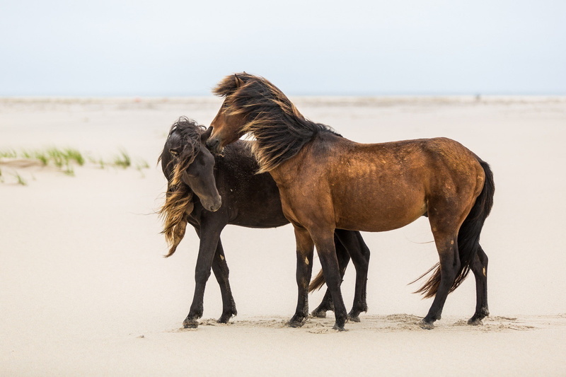 mane, horse, weasel, 1080P, steam, friendship, wind, horses, sand
