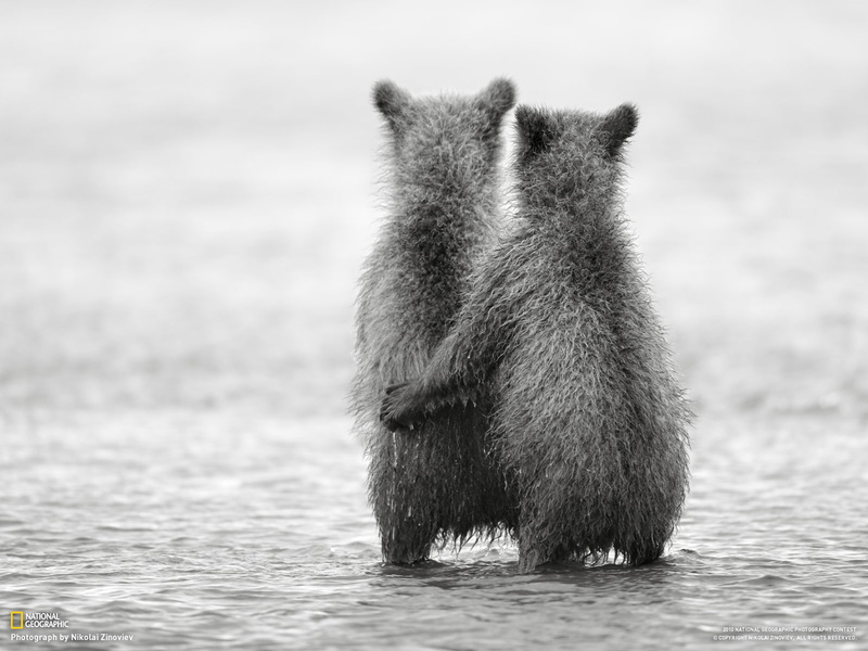 720P, bears, nature, monochrome, friendship, baby animals, National Geographic