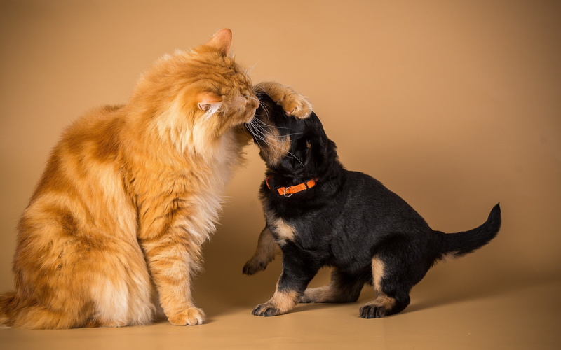 Cat, friendship, Dog, 2K