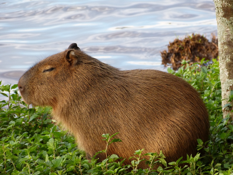 animal wildlife, no people, outdoors, vertebrate, animals in the wild, land, field, 4K, puppy, herbivorous, capybara, water, nature, plant, grass, mammal
