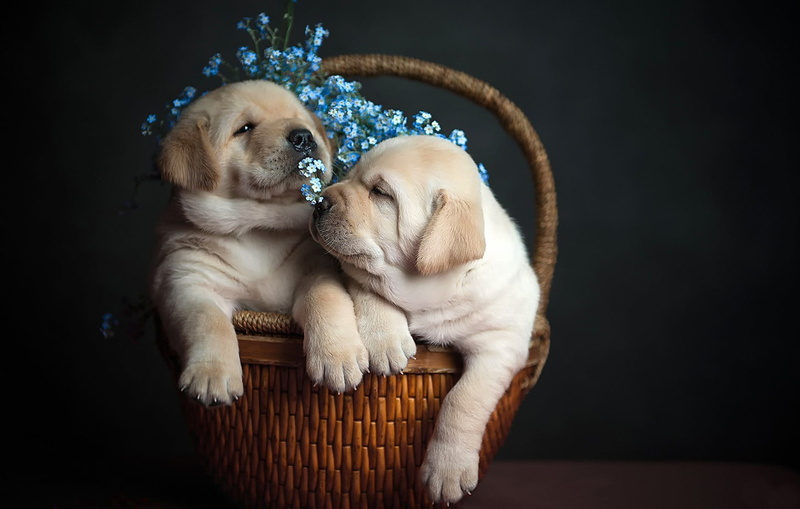 indoors, brown, ceramic, no people, relaxation, looking, white, puppies, mammal, young animal, domestic, black background, one animal, 720P, sitting, looking away