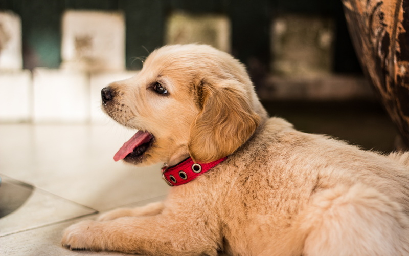 4K, golden retriever, puppy backgrounds, collar, download 3840x2400 golden retriever, lying