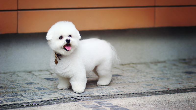 mammal, no people, full length, small, street, domestic animals, poodle, domestic, dog, pets, white color, canine, cute puppy  dog, one animal, 8K, city