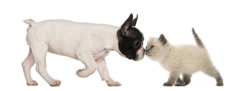 baby, group of animals, two animals, animal, studio shot, 2K, domestic animals, conflict, cat, small, cute, togetherness, domestic, cut out, aggression