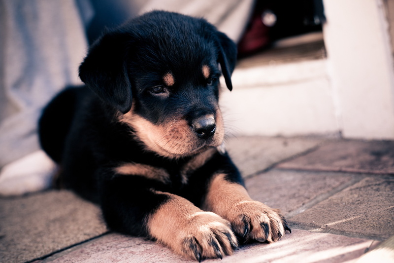 animals, 2K, dog, puppies, Rottweiler