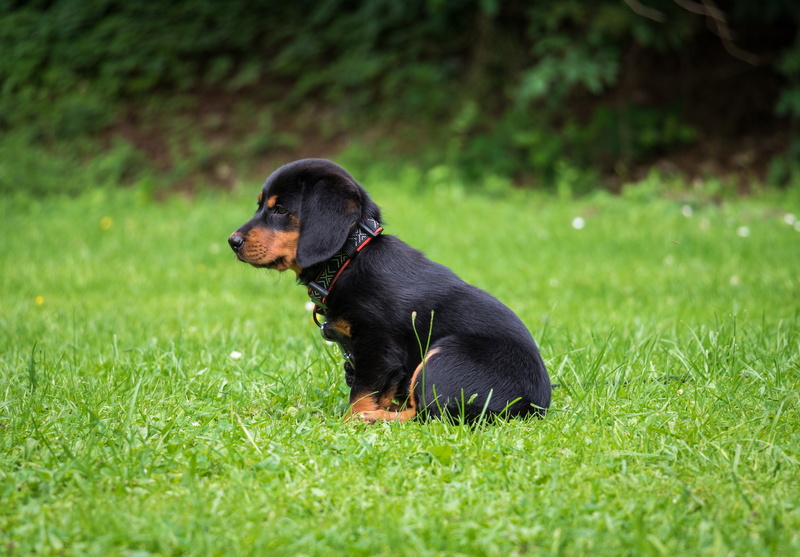 5K, nature, canine, domestic, puppy, animal themes, green color, field, rottweiler, plant, vertebrate, dog, purebred dog, grass, one animal, day, mammal