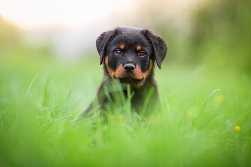 Rottweiler, 1080P, face, nature, glade, portrait, grass, background, cute, dog, greens, puppy