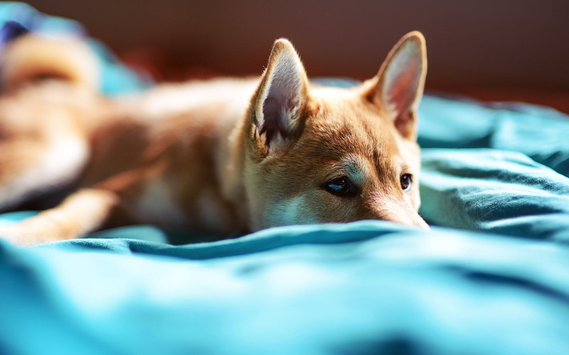 bedroom, 1080P, indoors, one animal, lie, blanket, mammal, close-up, animal themes, muzzle, shiba, relaxation, furniture, no people, canine, bed, selective focus
