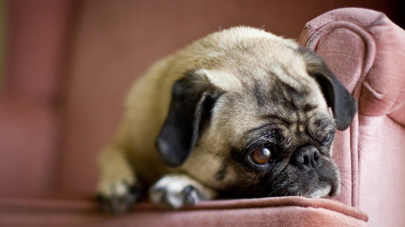 animal body part, purebred dog, pug, lap dog, canine, animal head, young animal, sleeping, no people, 1080P, one animal, mammal, mops, innocence, napping