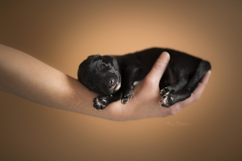studio shot, colored background, human limb, domestic animals, one animal, vertebrate, human hand, hand, human foot, dog, small, pets, orange background