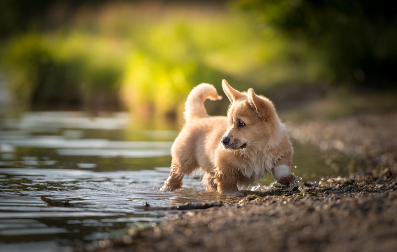 Welsh Corgi, water, puppy, 1080P, baby