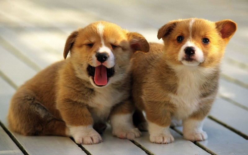 two, small, sitting, outdoors, domestic, mouth open, animal tongue, pembroke, two animals, canine, pets, dog, focus on foreground, mammal, young Animal