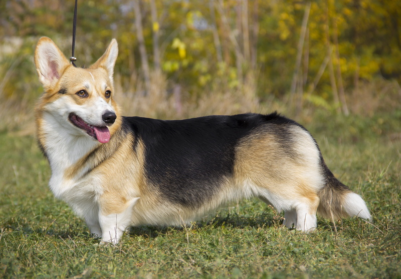 breed, dog, shepherd, domestic, canine, pet, mouth open, plant, portrait, pets, no people, nature, pembroke welsh corgi, animal themes, welsh corgi pembroke
