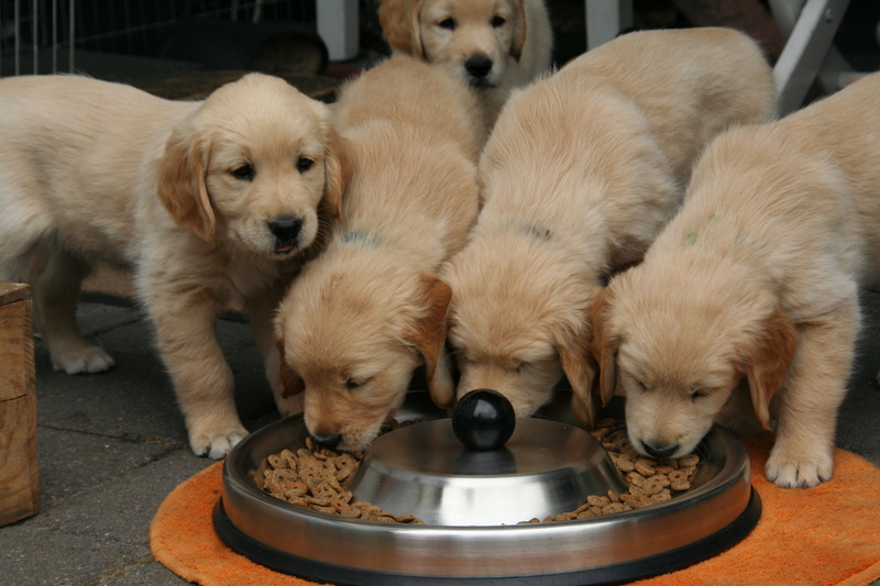 cute, canine, puppy, animal family, dog, domestic, close-up, vertebrate, golden retriever puppy, animal themes, togetherness, domestic animals, dog puppy