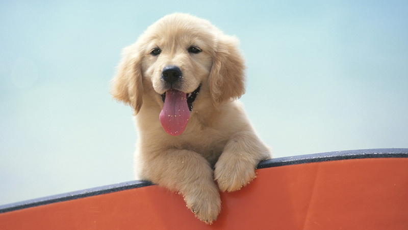 puppies, Labrador Retriever, 1080P, golden retrievers, animals, dog