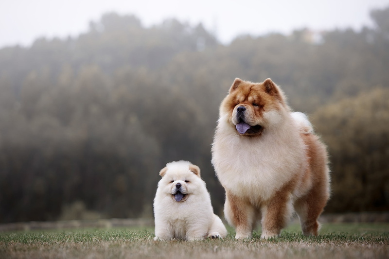 Puppy, Baby Animal, Dog, Pet, Dogs, 1080P, Chow Chow