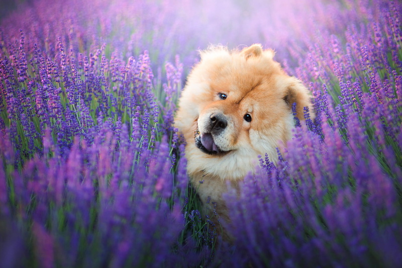 Dog, Chow Chow, Purple Flower, Pet, Dogs, 1080P, Lavender, Flower
