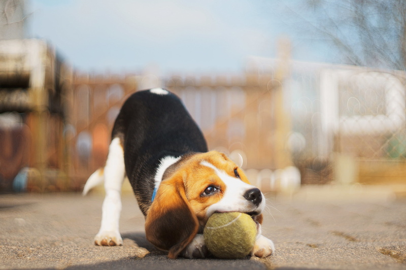 1080P, puppies, balls, playing, baby animals, animals, dog