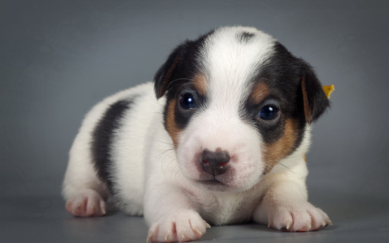 domestic animals, studio shot, animal, animal eye, looking at camera, mammal, vertebrate, indoors, gray, animal head, portrait, 2K, puppy, innocence, no people