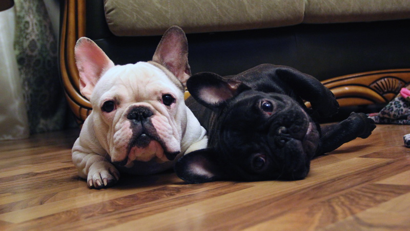 indoors, one animal, french bulldog, lying down, looking at camera, portrait, dog, relaxation, flooring, domestic, animal head, 8K, domestic animals, pets